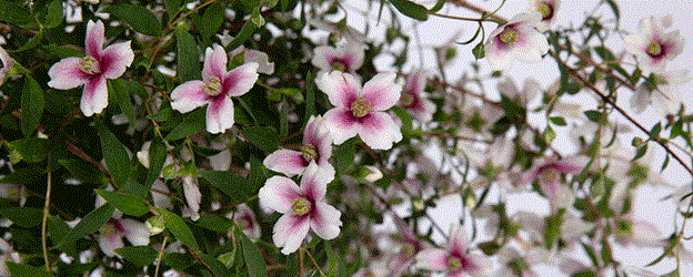 Chelsea Plant of the Year shortlist 2025