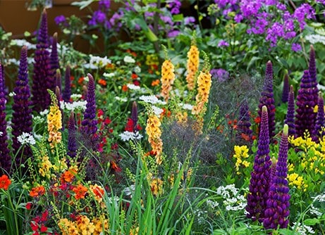 RHS Chelsea Favourites