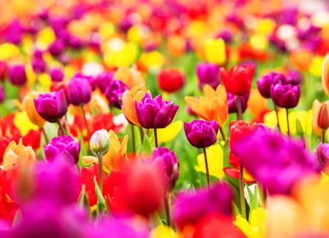 Spring flowering bulbs