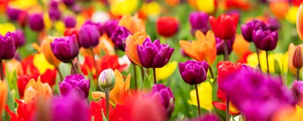 Spring flowering bulbs