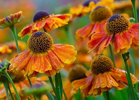 AGM plants