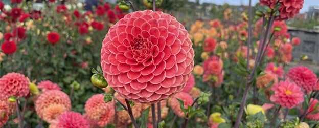 Summer flowering bulbs