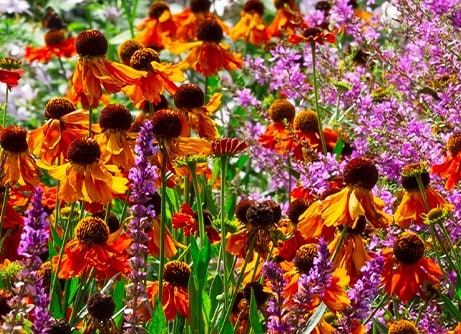 All plants