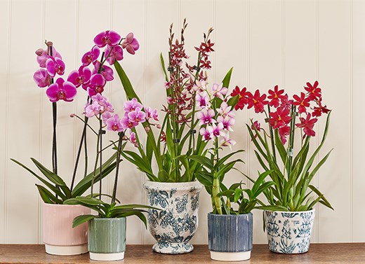 Indoor flowering plants