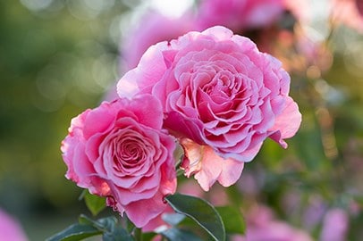 Shop roses