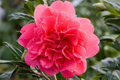 Camellia