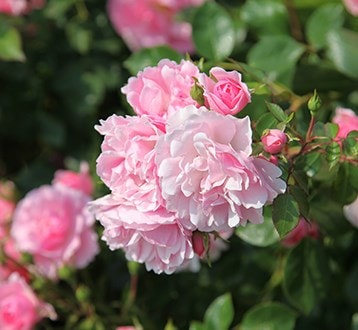 Roses