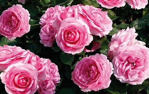 Roses