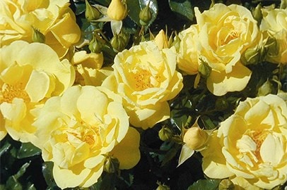 Roses