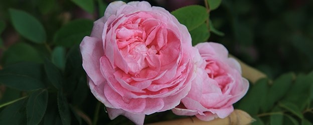 Roses