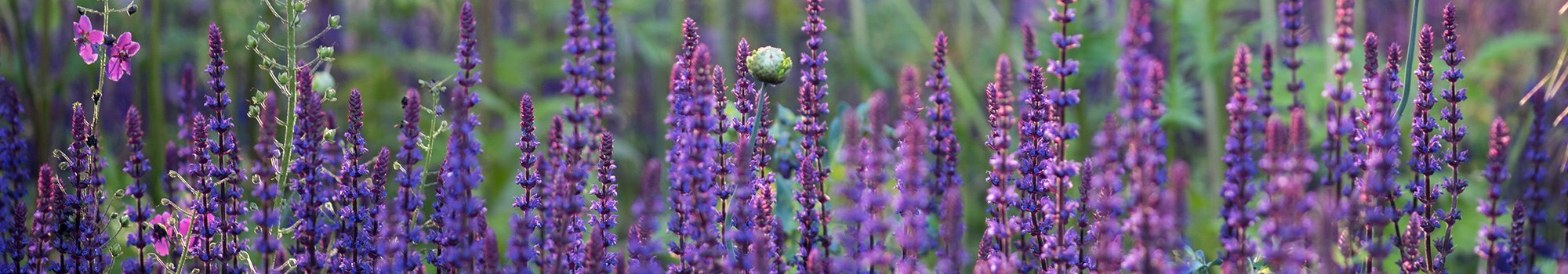 How to plant, grow & care for Salvias