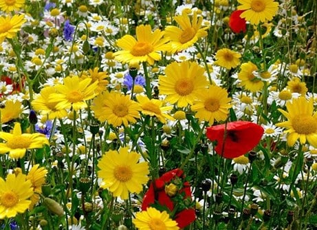 RHS Chelsea favourites
