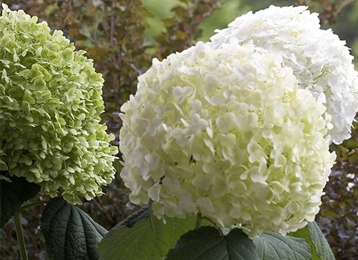 Shrubs