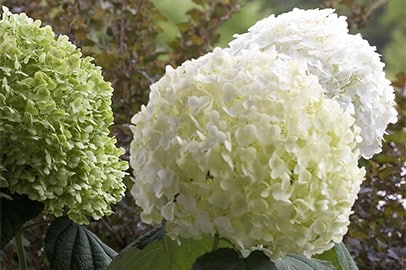 Shop Shrubs