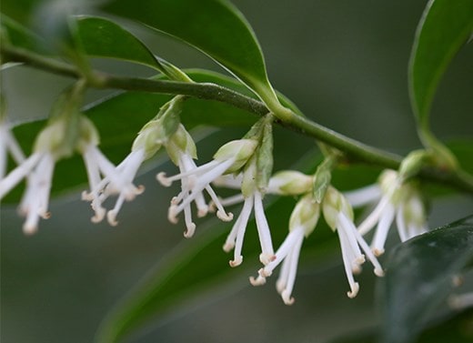 Mature shrubs