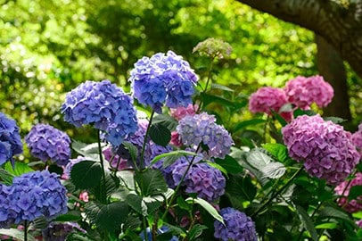 Shop Shrubs