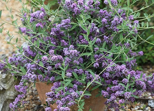 Spring Colour Shrubs