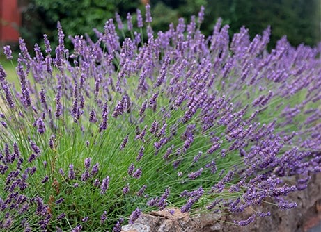 Spring colour shrubs