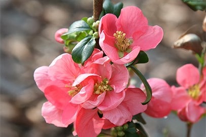 Mature shrubs