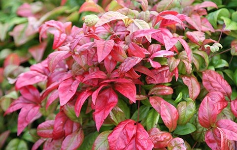 Specimen shrubs
