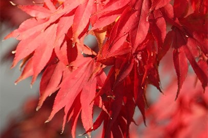 Mature shrubs