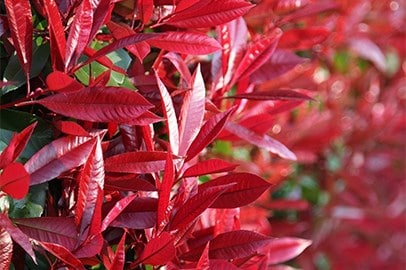 Shop Shrubs