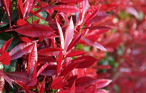 Mature shrubs