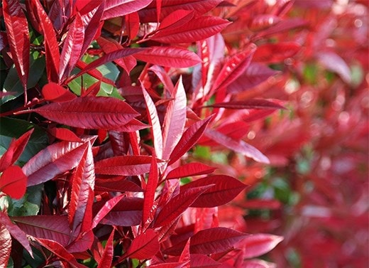 Shrubs