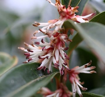 Shrubs