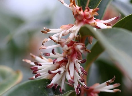 Bloomers in December