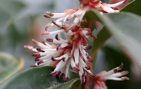 Striking shrubs