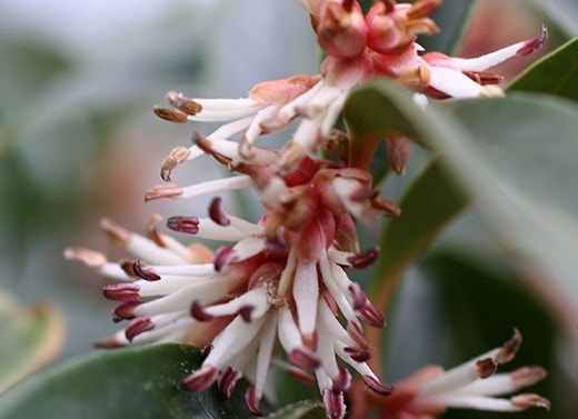 Mature shrubs