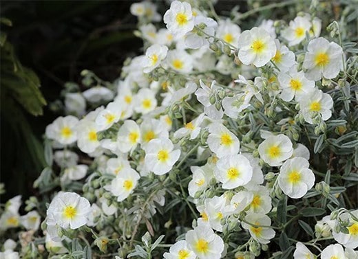 Shrub multibuys