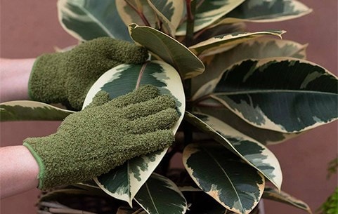 Indoor plant care