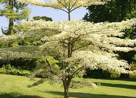 Ornamental trees