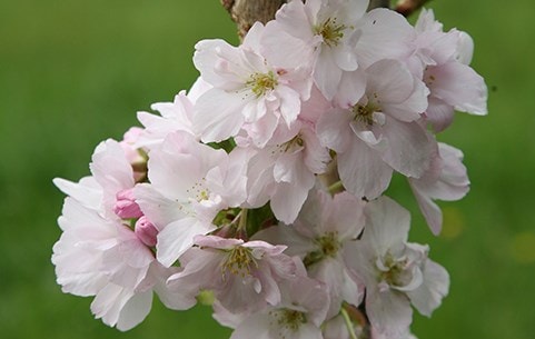 Fruit & ornamental trees