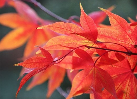 Outdoor plants