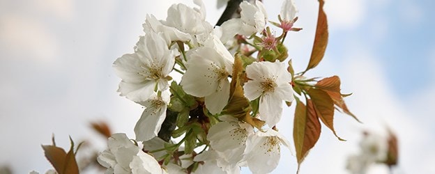 Ornamental trees