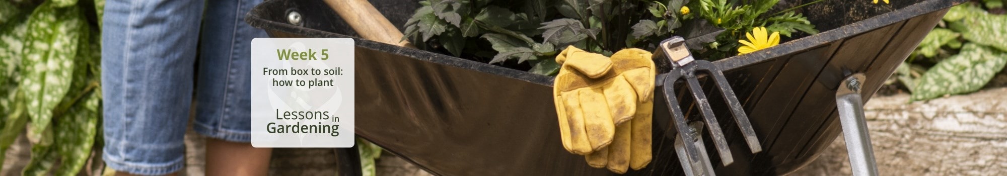 Lessons in gardening