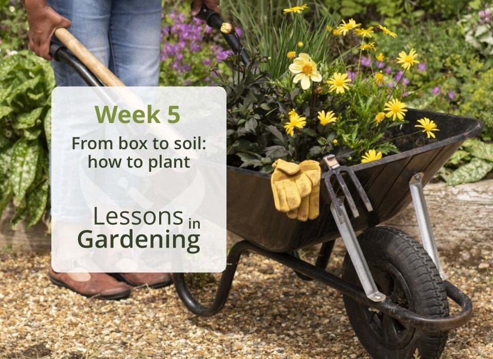 Lessons in gardening