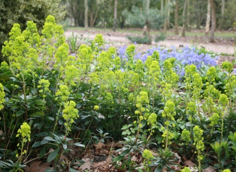 Add some pep to the palette with euphorbias