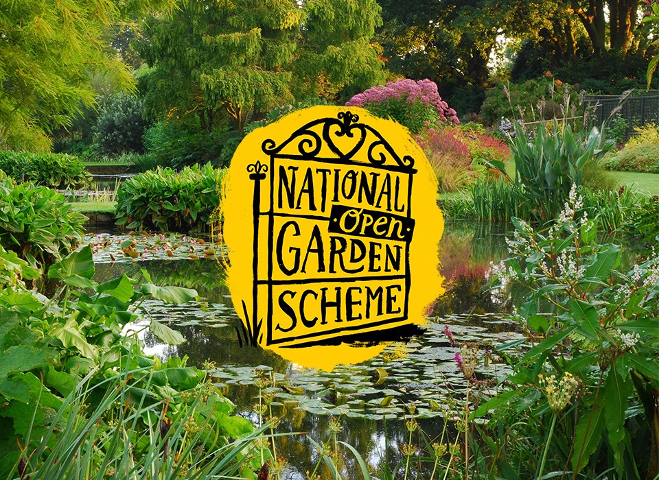 National Garden Scheme: Beth Chatto's Gardens - Crocus