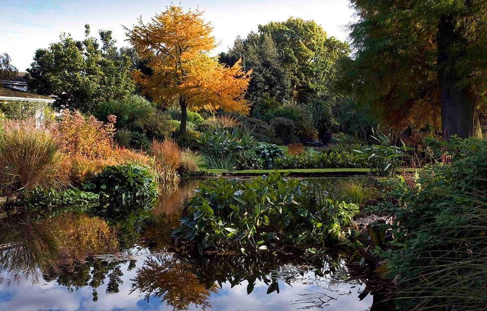 National Garden Scheme: Beth Chatto's Gardens   Crocus