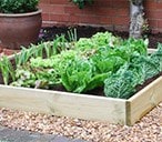 Raised beds & growbags