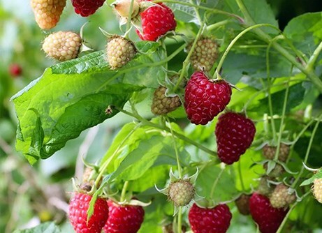 Grow your own fruit