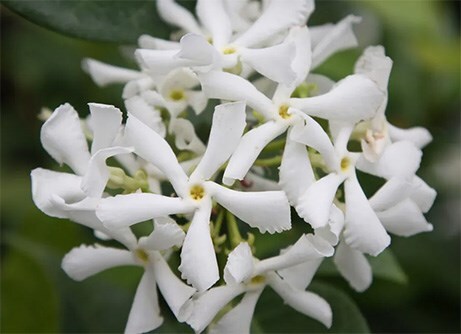 Award-winning plants 