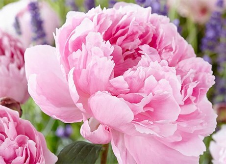Paeonia
