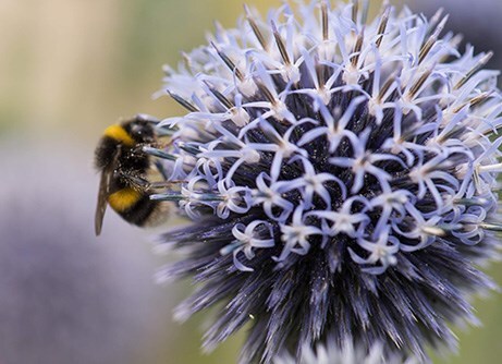 Attractive to wildlife 