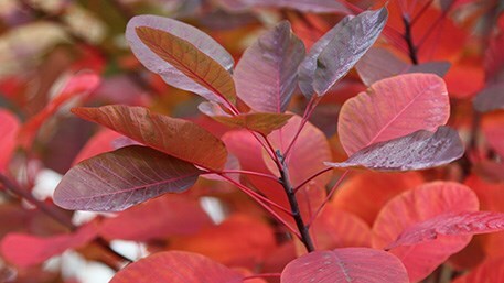 Prune bush