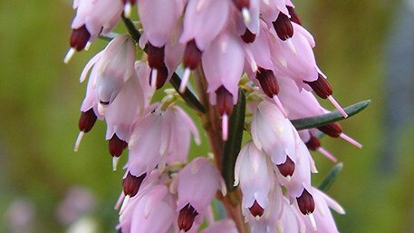 Plant heathers